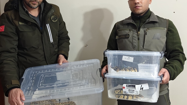 Sivas'ta egzotik hayvan kaçakçılığı operasyonunda 4 yılan ve 1 tarantula ele geçirildi