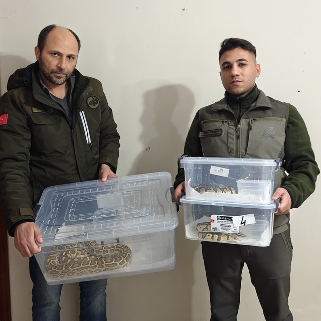 Sivas'ta egzotik hayvan kaçakçılığı operasyonunda 4 yılan ve 1 tarantula el...