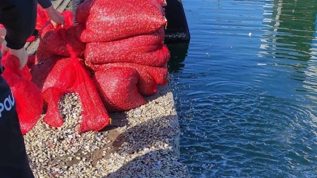 Samsun'da kaçak avlanan 1,5 ton midye ele geçirildi