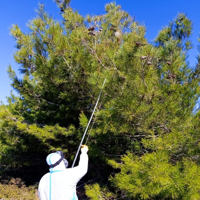 Bozcaada'da orman zararlılarıyla mücadele yürütülüyor