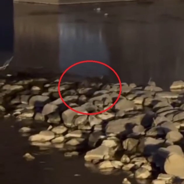 Diyarbakır'da 3 su samuru görüntülendi