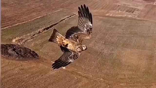 Kızıl şahinlerin dronla mücadelesi kamerada