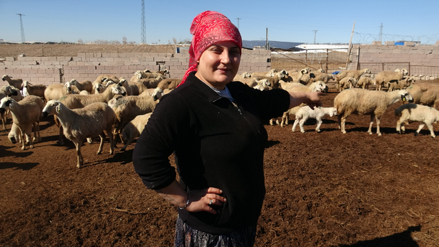 Babasına destek olmak isteyen Ayşe, 300 küçükbaşa çobanlık yapıyor