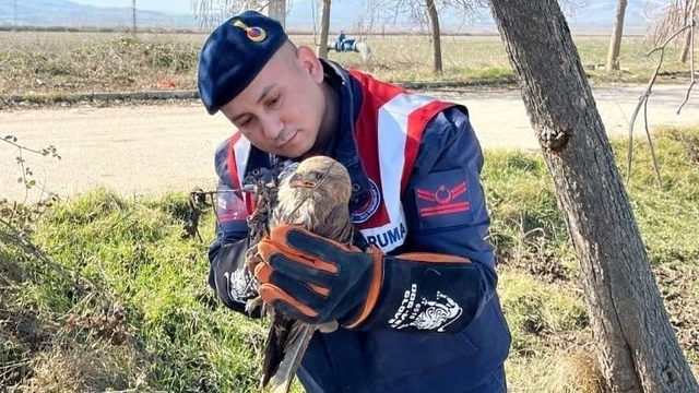Amasya'da jandarma tarafından yaralı halde bulunan şahin tedavi altına alındı