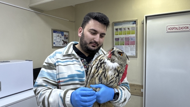 Artvin'de yaralı puhu tedaviye alındı