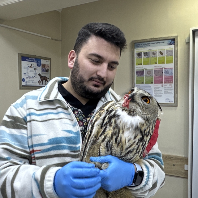 Artvin'de yaralı puhu tedaviye alındı