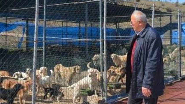 Boyabat Belediyesi sahipsiz köpekleri toplatacak