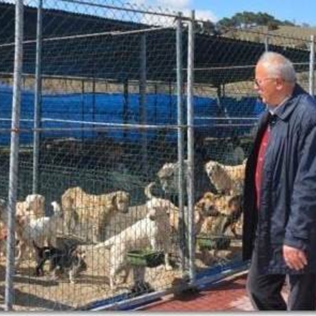 Boyabat Belediyesi sahipsiz köpekleri toplatacak