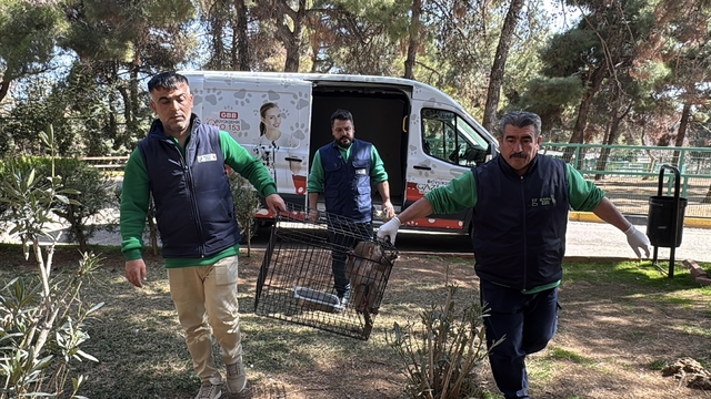 Elazığ'da yolda bulunan yavru babun Gaziantep'e getirildi