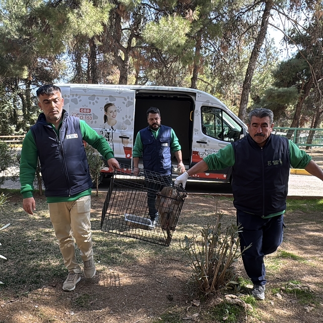 Elazığ'da yolda bulunan yavru babun Gaziantep'e getirildi