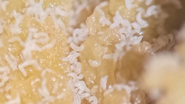 Uzmanlardan fındık kozalak akarlarıyla mücadele uyarısı