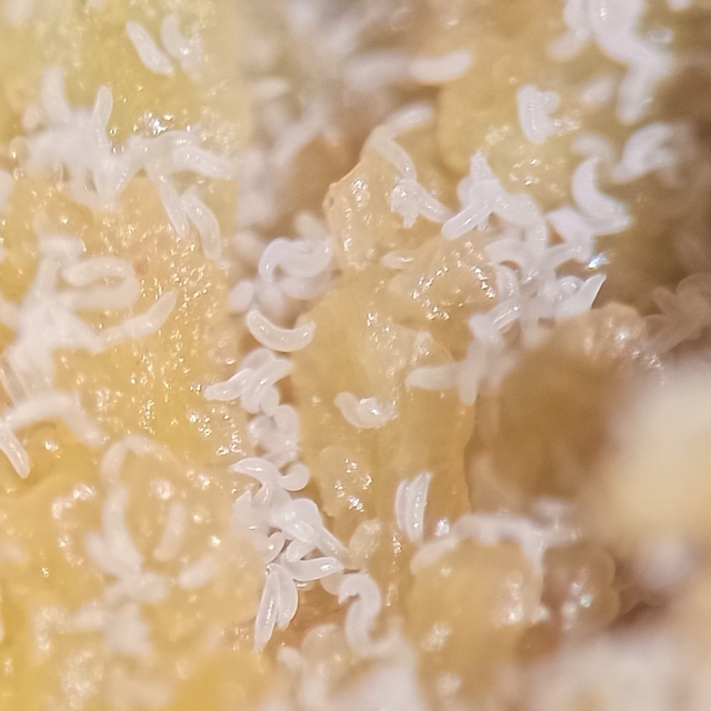 Uzmanlardan fındık kozalak akarlarıyla mücadele uyarısı