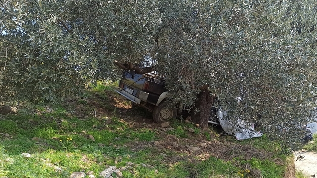 Aydın'da ağaca çarpan pikabın sürücüsü öldü