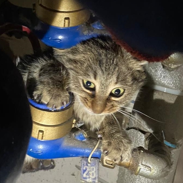 Erzincan'da apartmanın su saatleri arasına sıkışan kediyi itfaiye kurtardı