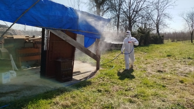 Terme'de kahverengi kokarca ile ilaçlı mücadele başladı