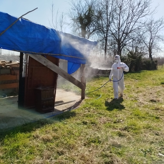 Terme'de kahverengi kokarca ile ilaçlı mücadele başladı