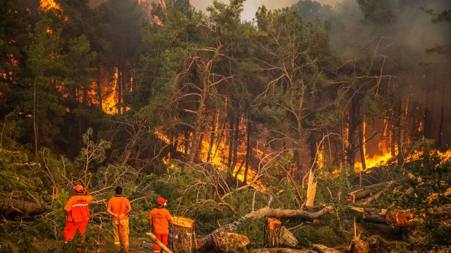 2024'te ihmal, dikkatsizlik, kasıt ve kazadan 1956 orman yangını çıktı