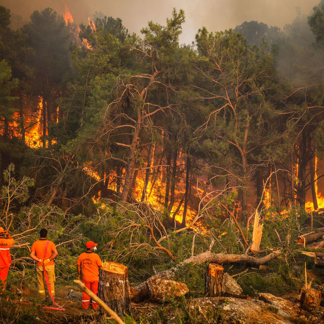 2024'te ihmal, dikkatsizlik, kasıt ve kazadan 1956 orman yangını çıktı