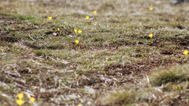 Yozgat'ta baharın müjdecisi çiğdemler çiçek açtı