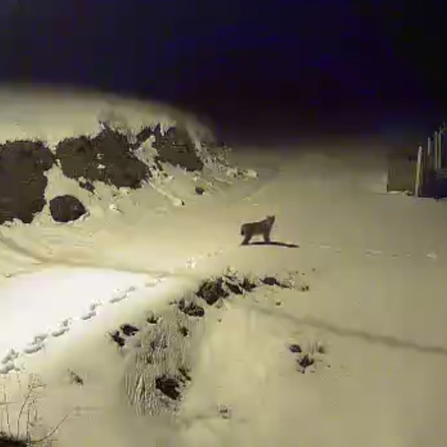 Çorum'da yiyecek arayan vaşak güvenlik kamerasınca görüntülendi