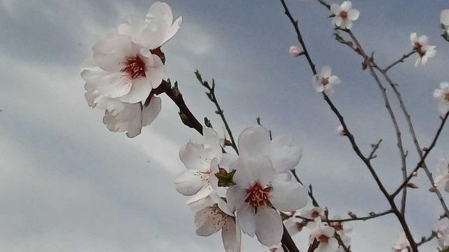 Gaziantep'te badem ağaçları çiçek açtı