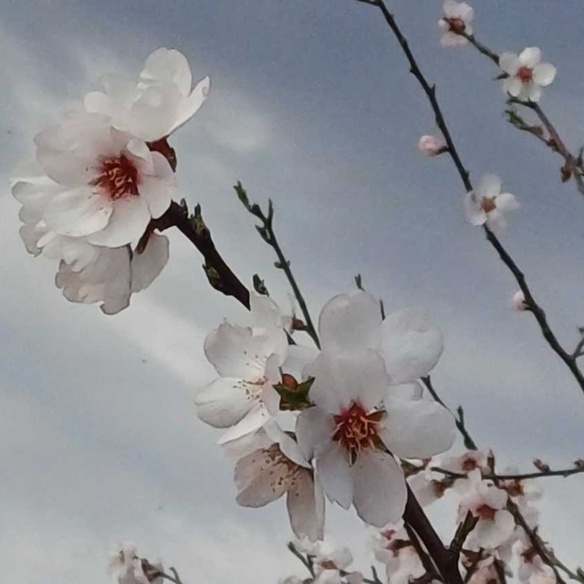 Gaziantep'te badem ağaçları çiçek açtı