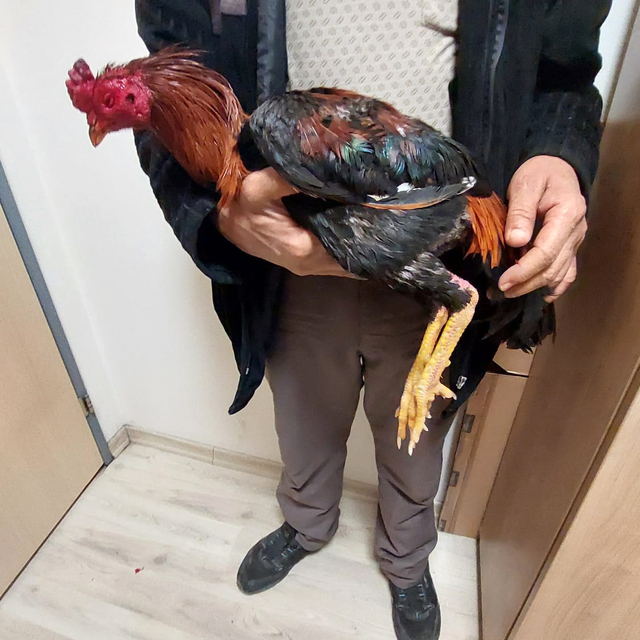 Horoz dövüştüren 4 kişiye 41 bin 540 TL ceza