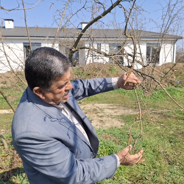 Fındık üreticisine 'don' uyarısı