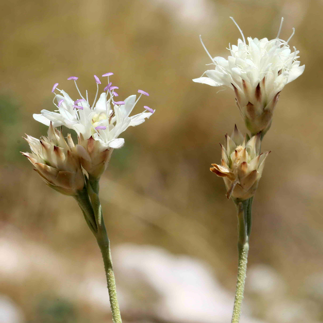 Antalya'da yeni endemik bitki keşfi