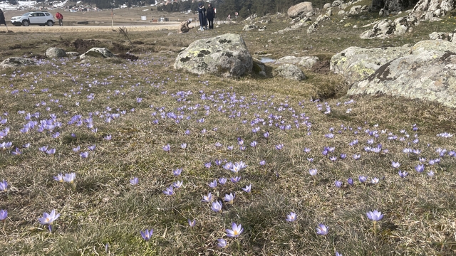 Bolu'daki Sarıalan Yaylası'nda çiğdemler çiçek açtı
