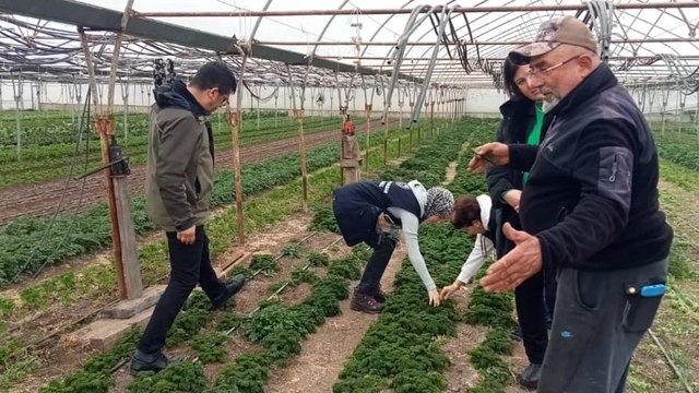 Çanakkale'de insan sağlığına zararlı otlarla mücadele başladı