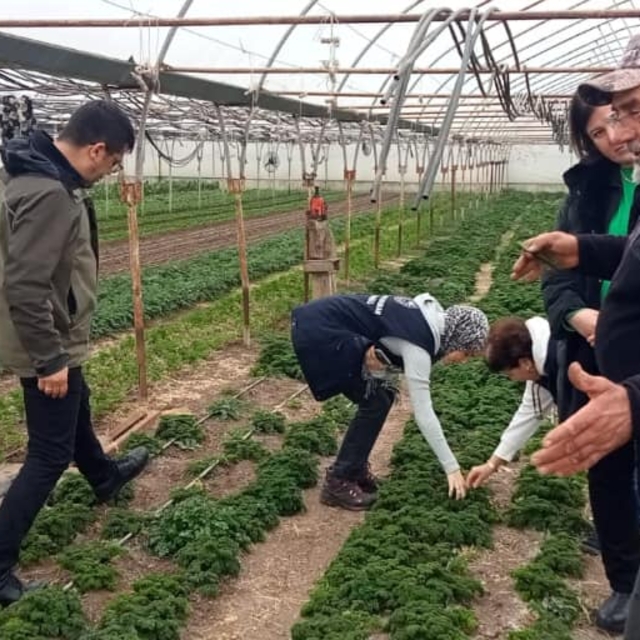 Çanakkale'de insan sağlığına zararlı otlarla mücadele başladı