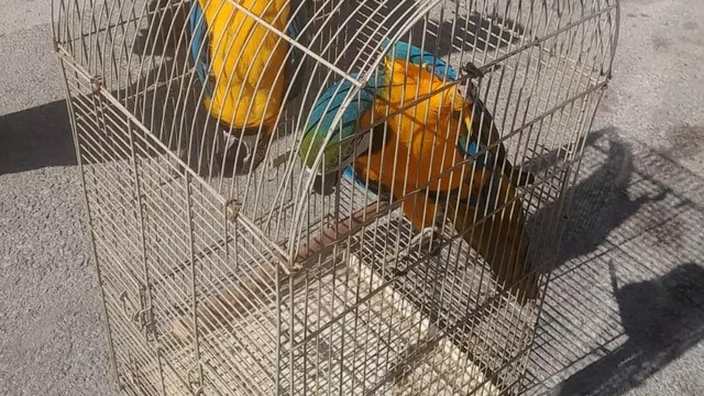 Antalya'da üretimi ve satışı yasak 2 papağana el konuldu