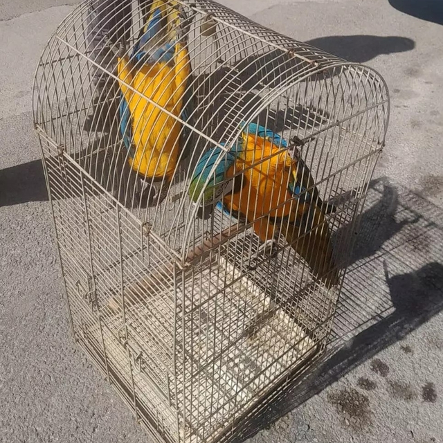 Antalya'da üretimi ve satışı yasak 2 papağana el konuldu