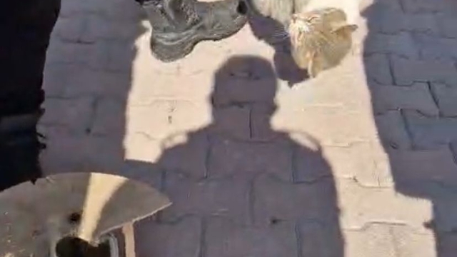 Kayseri'de ahşap kablo makarasına sıkışan kediyi itfaiye kurtardı