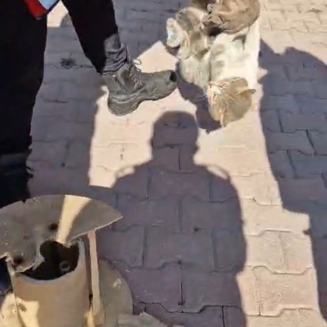 Kayseri'de ahşap kablo makarasına sıkışan kediyi itfaiye kurtardı