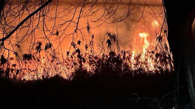 Bursa'da İznik Gölü kıyısında sazlık yangını