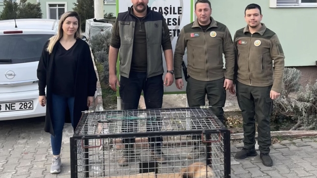Bartın'da tuzağa yakalanan porsuk kurtarıldı