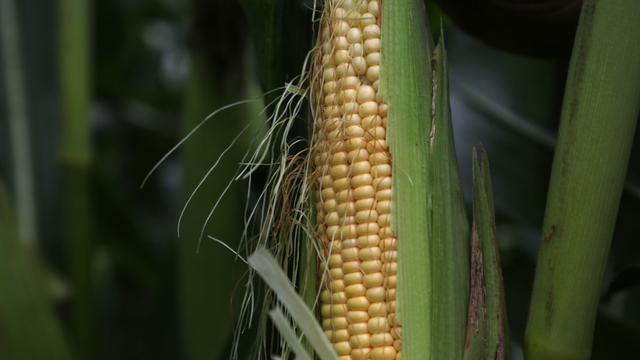 Kocaeli'den kısa kısa