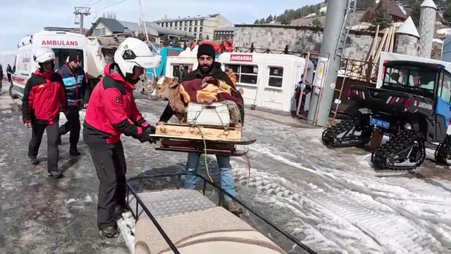 Jandarma buzağıyı kar motosikletiyle taşıdı
