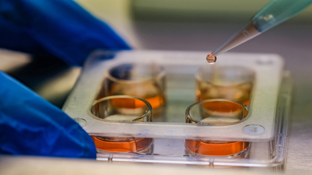 Cinsiyeti belirlenen embriyo üretimiyle hayvancılıkta verim artışı sağlanacak