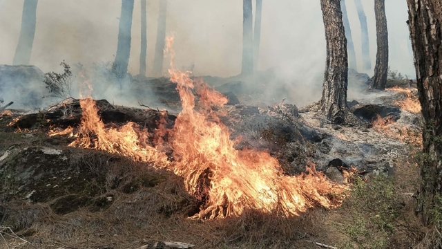Aydın'da 2 hektar orman yandı