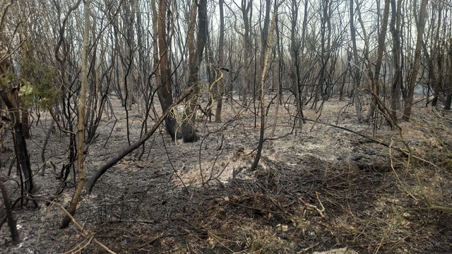 Sakarya'da sazlıkta çıkıp Kocaeli'de ağaçlık alana sıçrayan yangın kontrol altına alındı