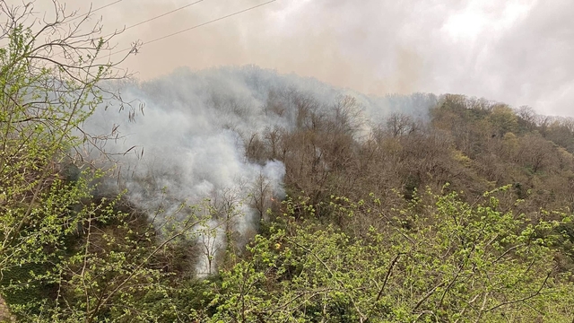 Giresun'da ormanlık alanda örtü yangını