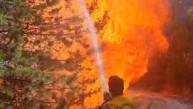 Aydın'da Nazilli'de orman yangını