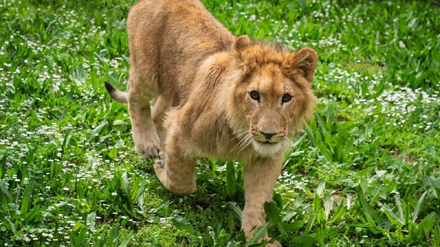 Çiftlikten kurtarılan yavru aslan, koruma altına alındı