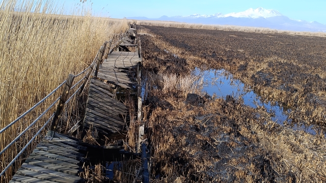 Yangında zarar gören Sultan Sazlığı Milli Parkı'nın yürüyüş yolu, tadilat bekliyor