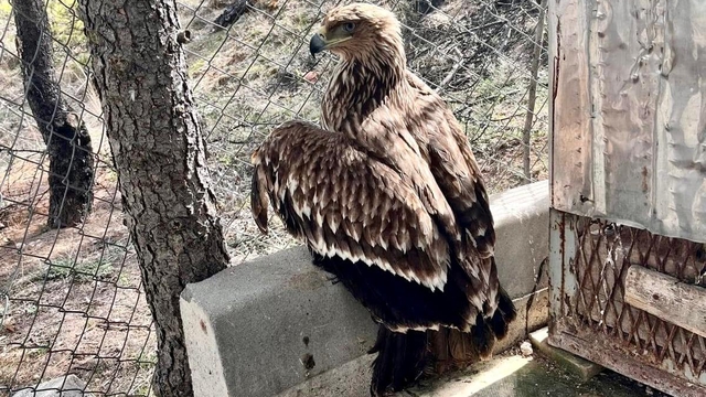 Kırşehir'de jandarmanın yaralı bulduğu şah kartalı tedaviye alındı