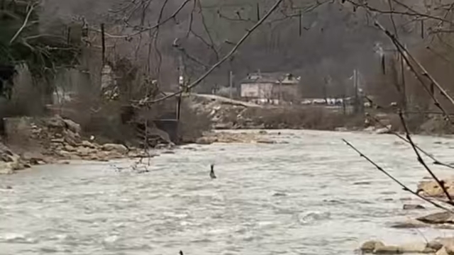 Derede akıntıya kapılan karaca kamerada