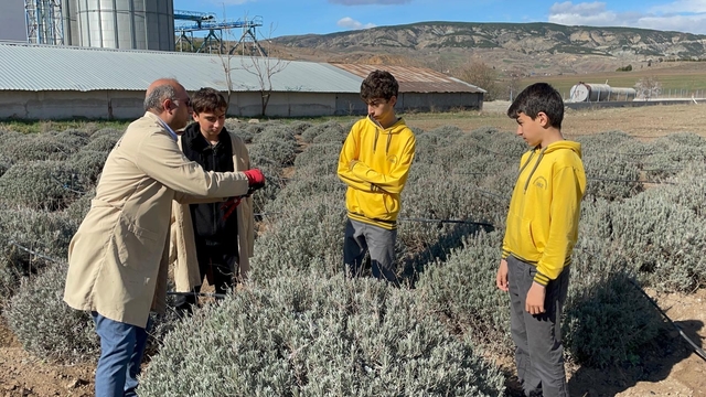 Çankırı'da ortaokul öğrencileri lavanta üretimini deneyimledi